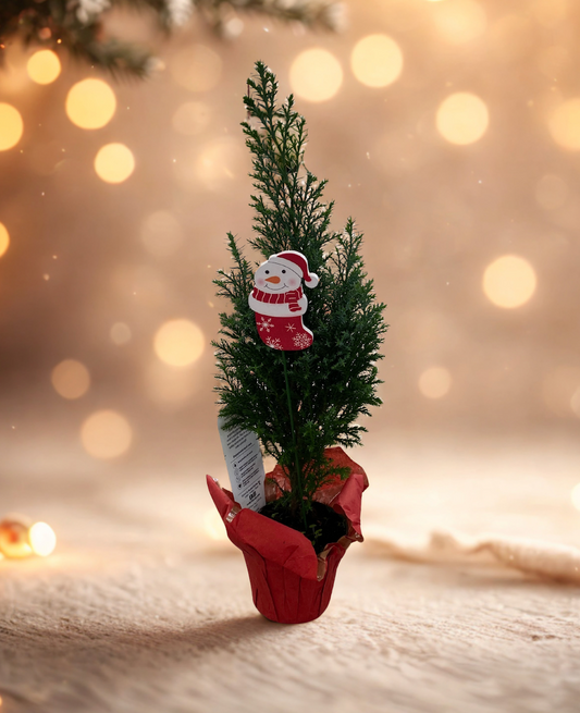 Mini Live Christmas Cypress Tree – Live Holiday Tree Gift with Snowman Décor | Indoor Mini Evergreen