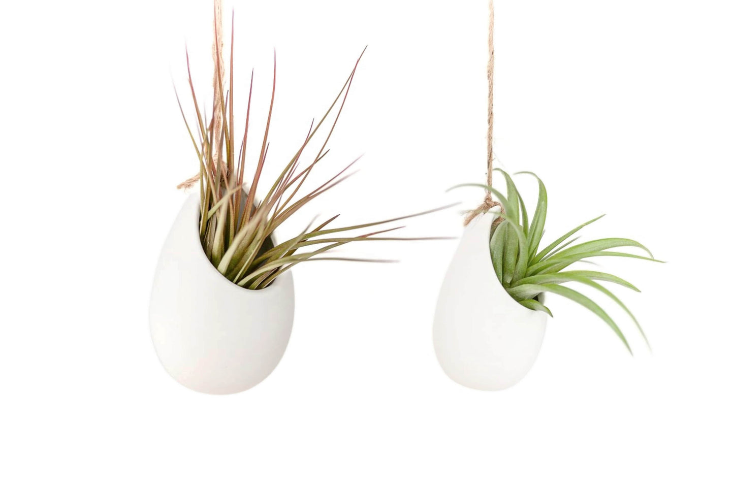 Set of 3 or 6 Large Ivory Ceramic Vases with Tillandsia Harrisii, Sparkler, & Caput Medusae Air Plants