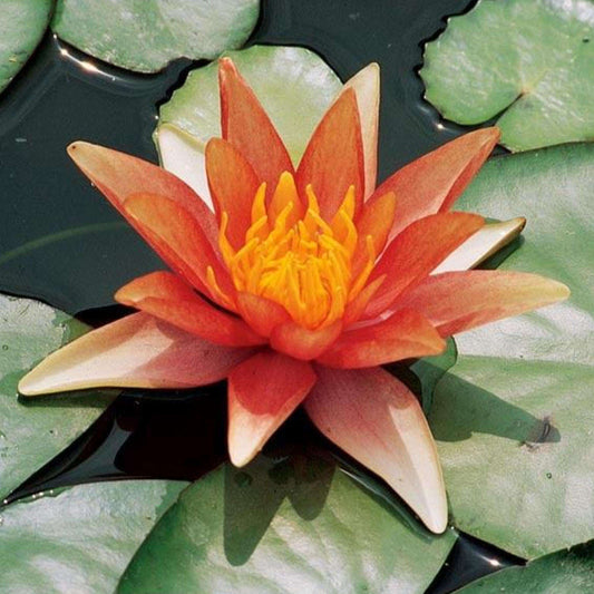 SIOUX Hardy Water Lily – Live Aquatic Pond Plant