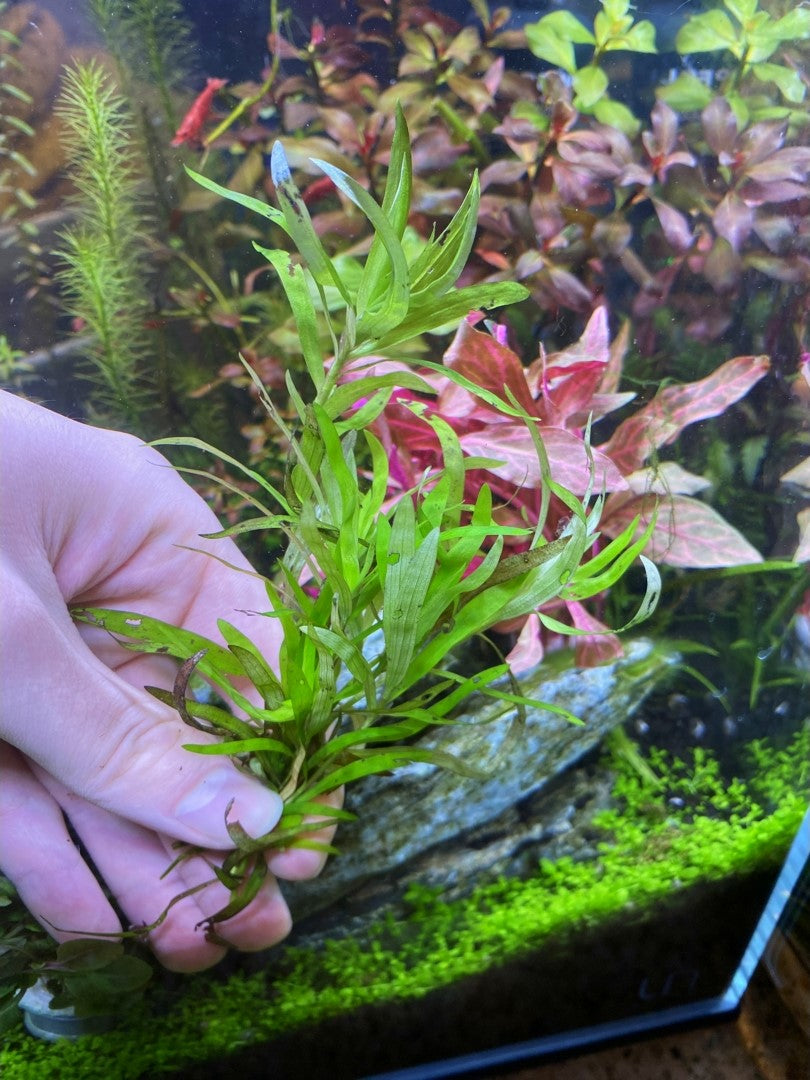 Water Stargrass Heteranthera dubia