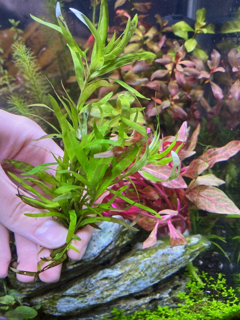 Water Stargrass Heteranthera dubia