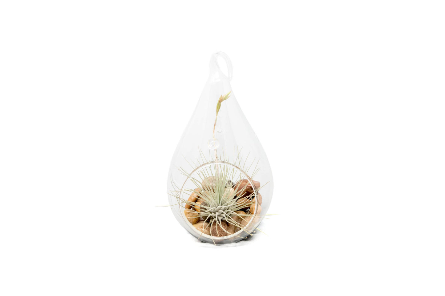 Teardrop Terrarium with Tillandsia Argentea Thin & Riverstones