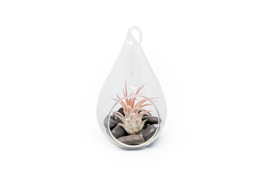 Teardrop Terrarium with Tillandsia Ionantha Fuego & Black Stones