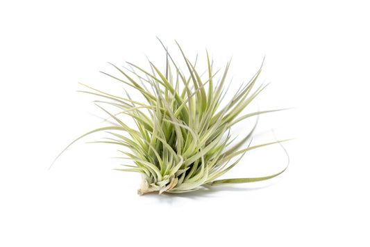 Tillandsia Tenuifolia Air Plant Clumps