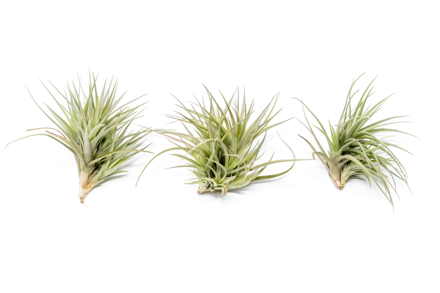 Tillandsia Tenuifolia Air Plant Clumps