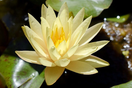 TEXAS DAWN Hardy Water Lily – Live Aquatic Pond Plant