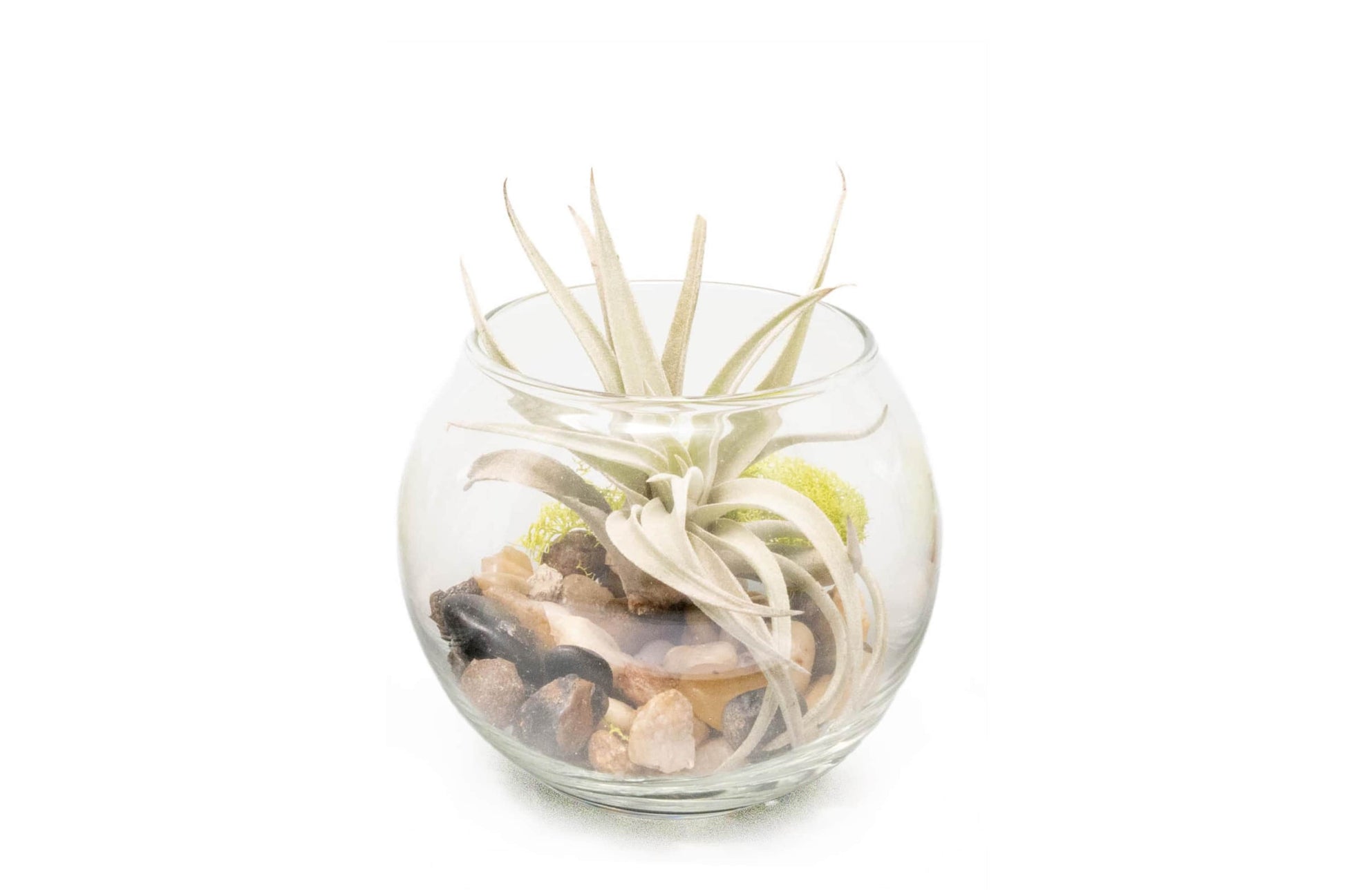 harrisii air plant Tillandsia Harrisii Air Plant Bubble Bowl Terrarium – Enchanted Grow