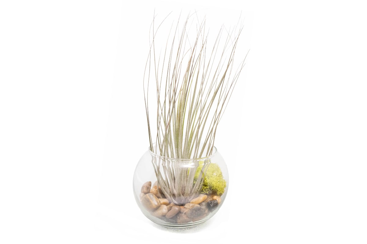 Tillandsia Juncea Air Plant Bubble Bowl Terrarium