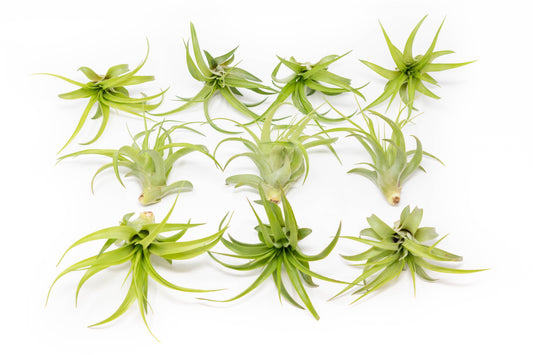 SALE - Tillandsia Abdita Brachycaulos Air Plants -  Set of 10, 20 or 30 - 60% Off