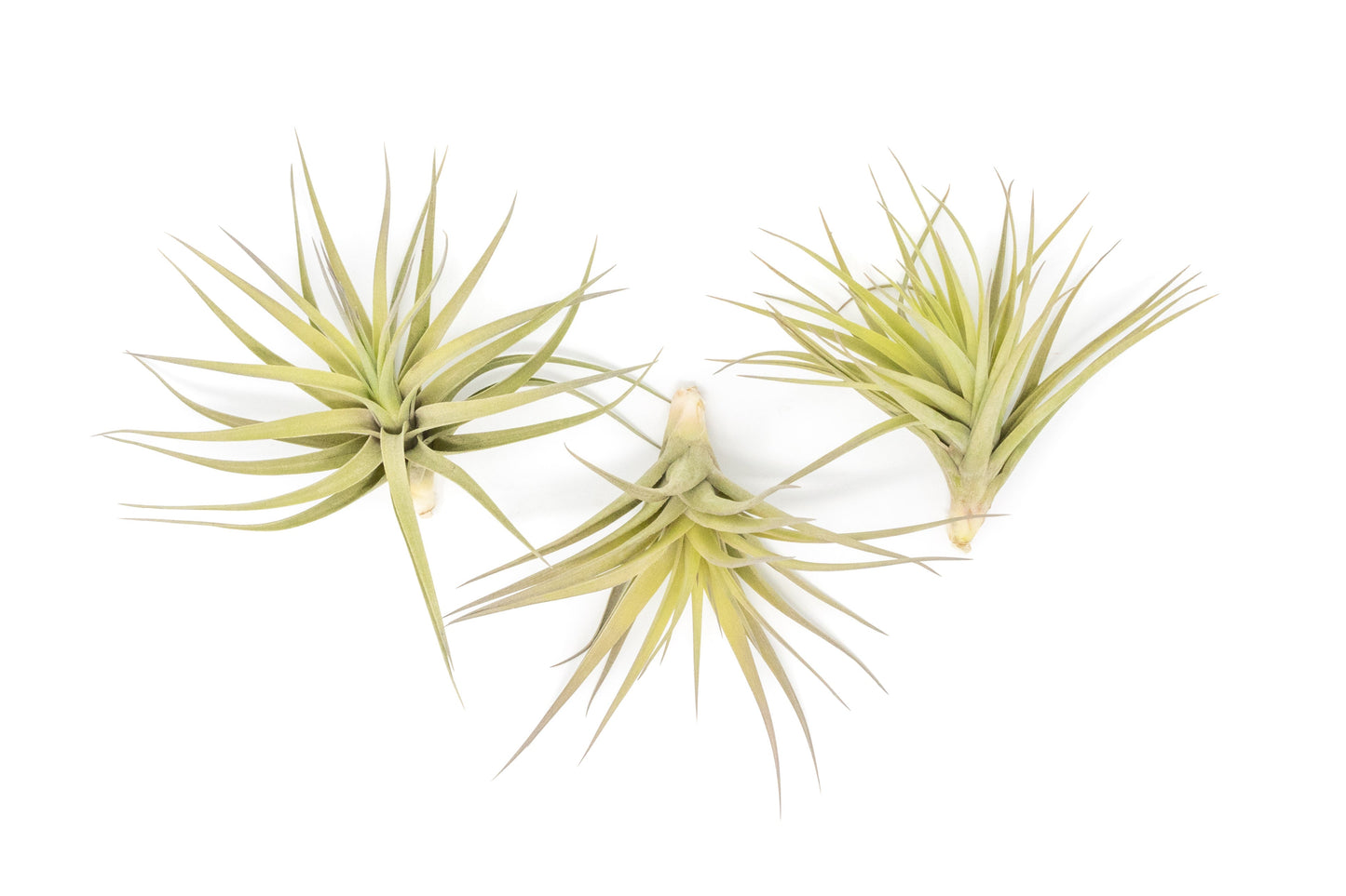 SALE - Tillandsia Aeranthos - Clavel del Aire - "Carnation of the Air" Air Plants