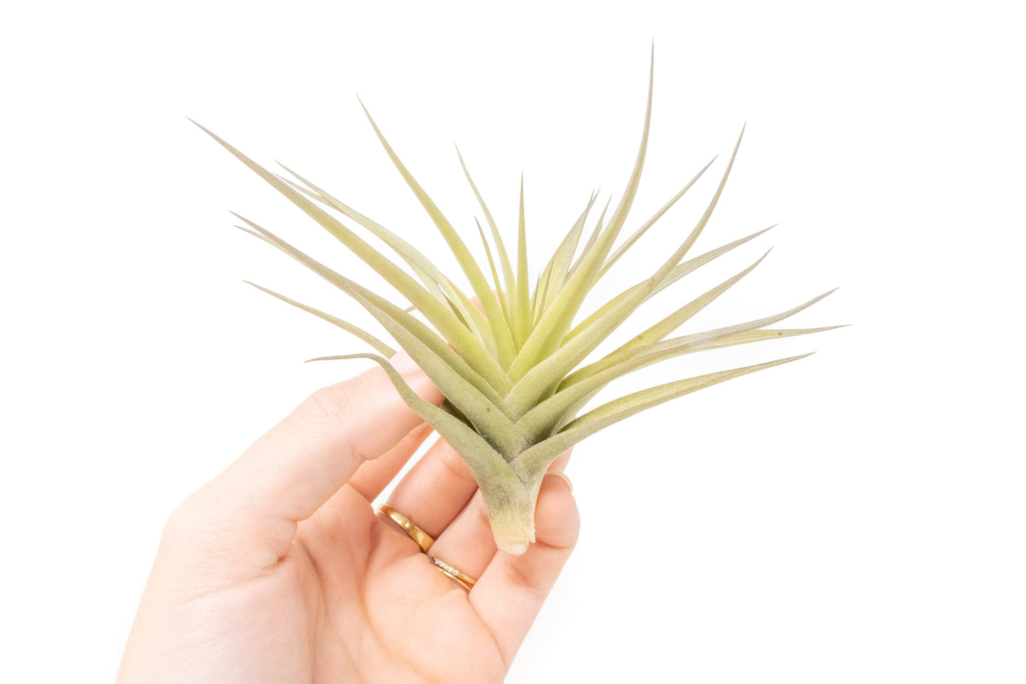 SALE - Tillandsia Aeranthos - Clavel del Aire - "Carnation of the Air" Air Plants