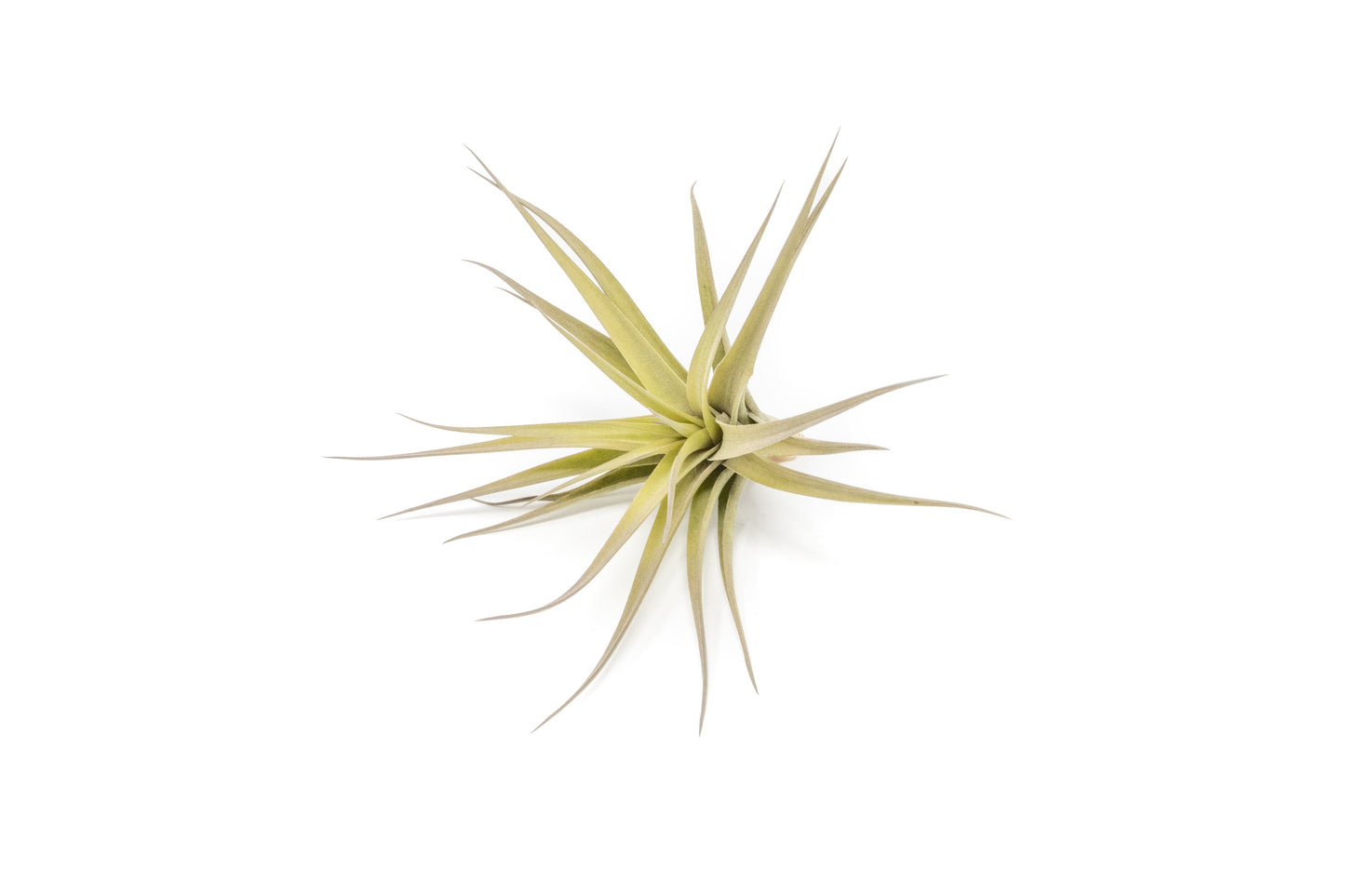 SALE - Tillandsia Aeranthos - Clavel del Aire - "Carnation of the Air" Air Plants