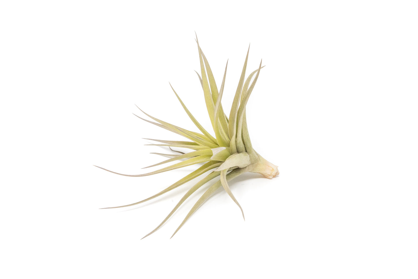 SALE - Tillandsia Aeranthos - Clavel del Aire - "Carnation of the Air" Air Plants