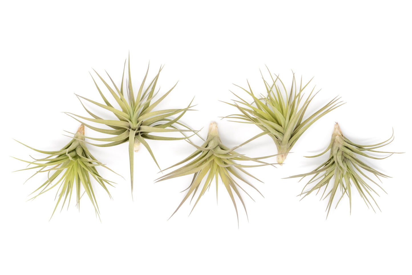 SALE - Tillandsia Aeranthos - Clavel del Aire - "Carnation of the Air" Air Plants