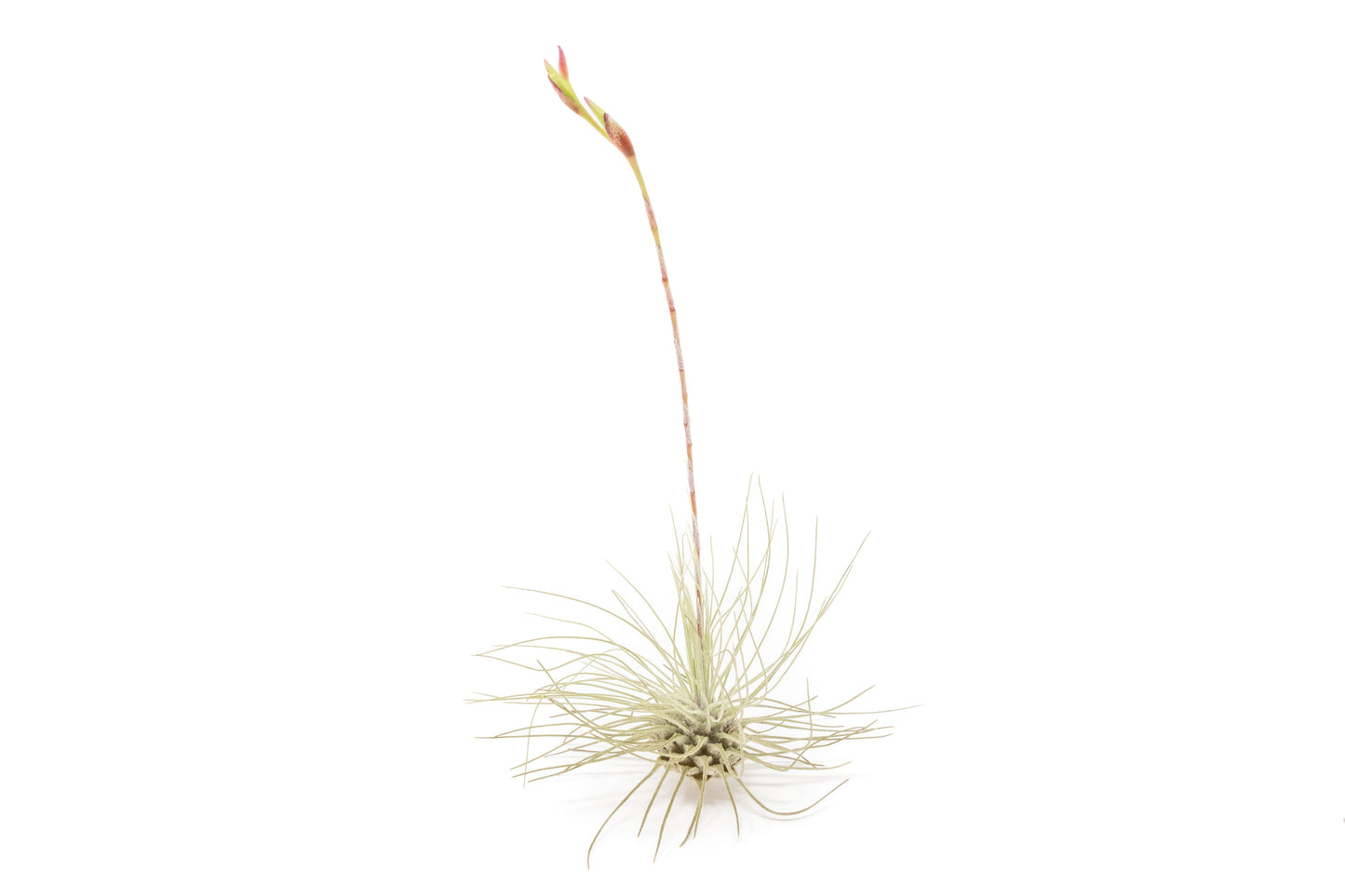 Tillandsia Argentea Thin Air Plants