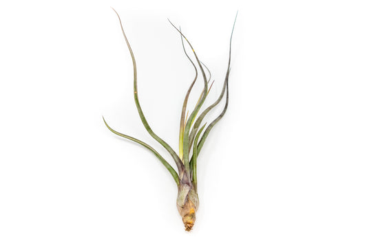 Tillandsia Baileyi Air Plants