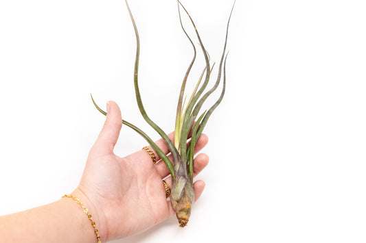 Large Tillandsia Baileyi Air Plants / 6-9 Inch Plants