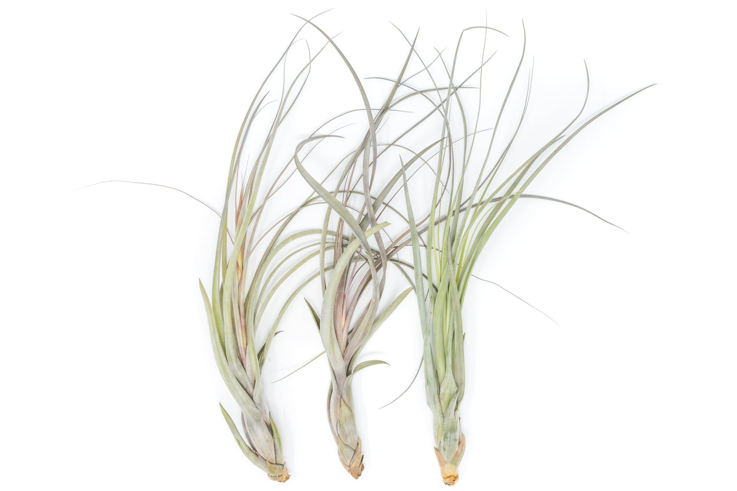 SALE - Large Tillandsia Balbisiana Air Plants - Set of 5 or 10 - 40% Off