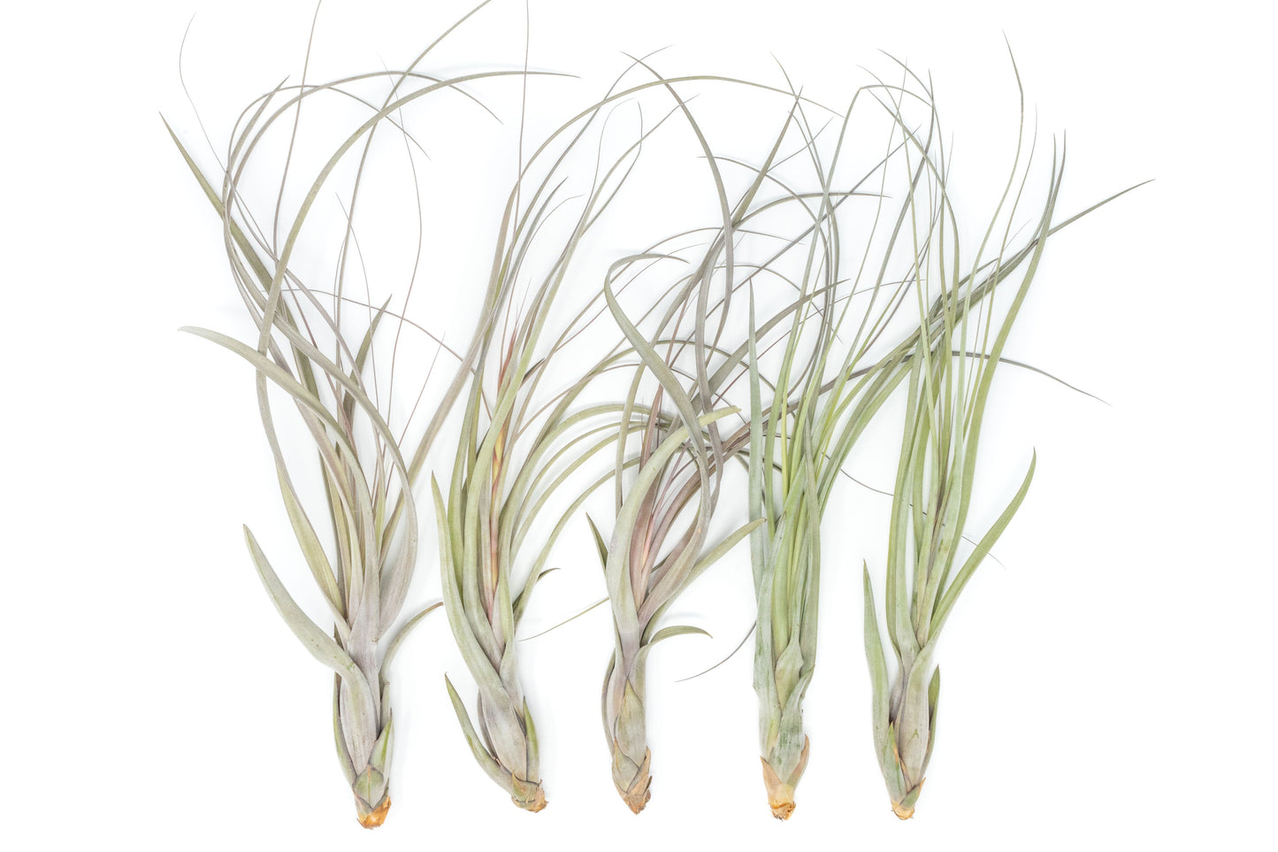 SALE - Large Tillandsia Balbisiana Air Plants - Set of 5 or 10 - 40% Off