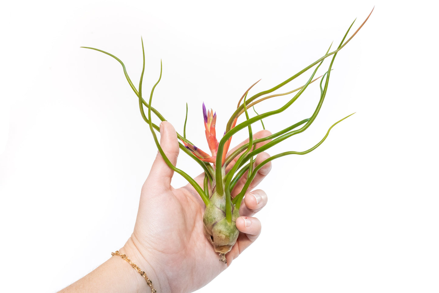 Large Tillandsia Air Plant Variety Pack - 5 Big Plants