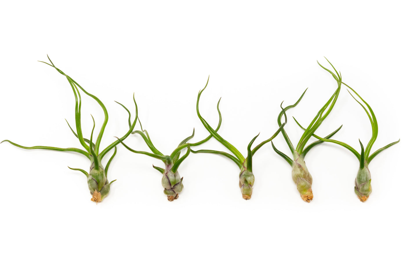 SALE - Tillandsia Bulbosa Guatemala Air Plants - Set of 10, 20, or 30 - 40% Off