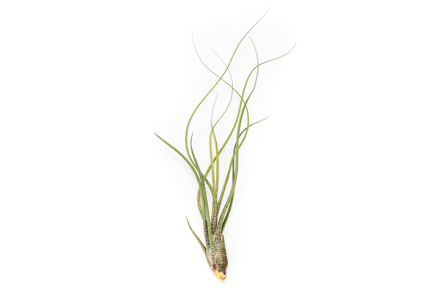 Large Tillandsia Butzii Air Plants / 6-9 Inch Plants