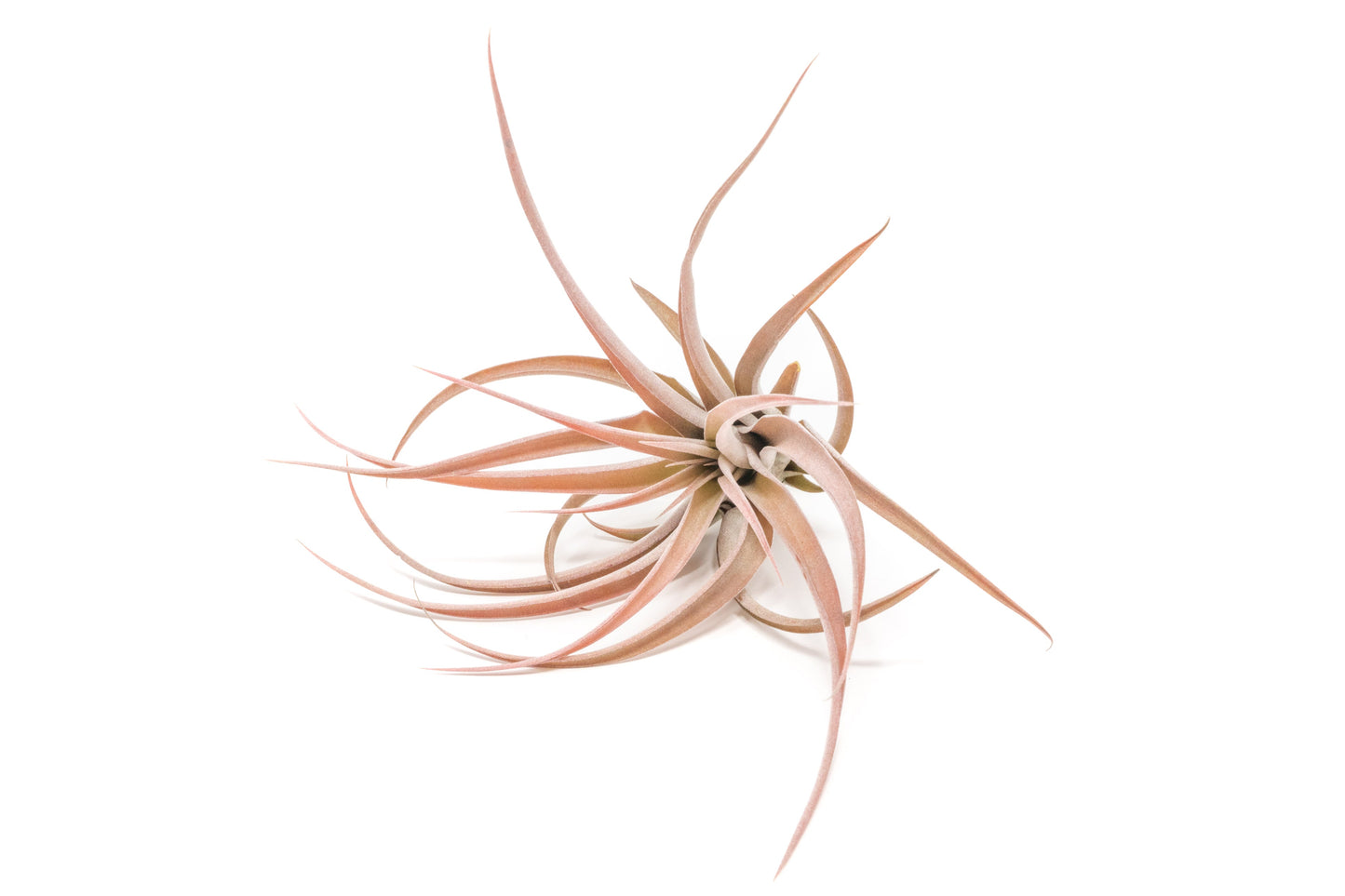 Large Tillandsia Capitata Peach Air Plants / 4-6 Inch Plants