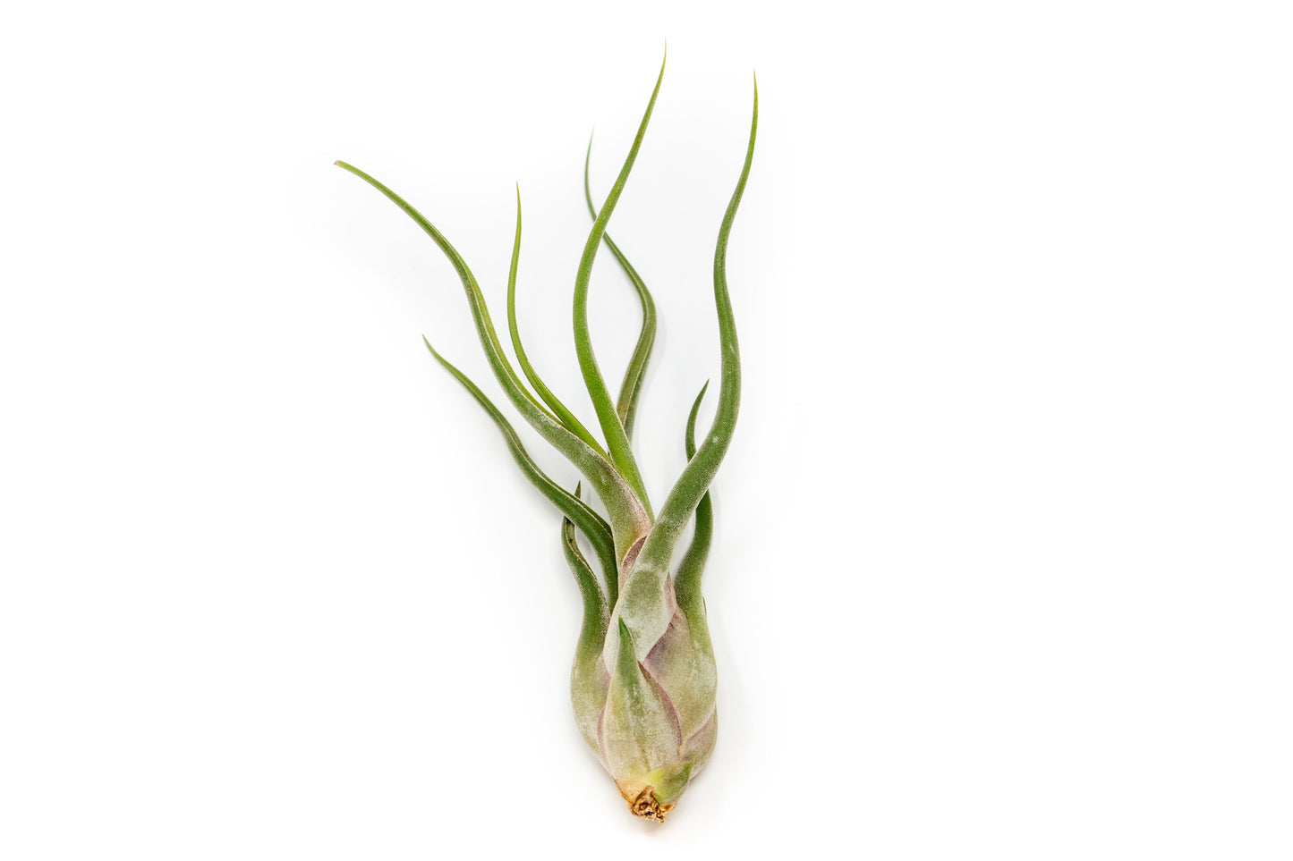 Large Tillandsia Air Plant Variety Pack - 5 Big Plants