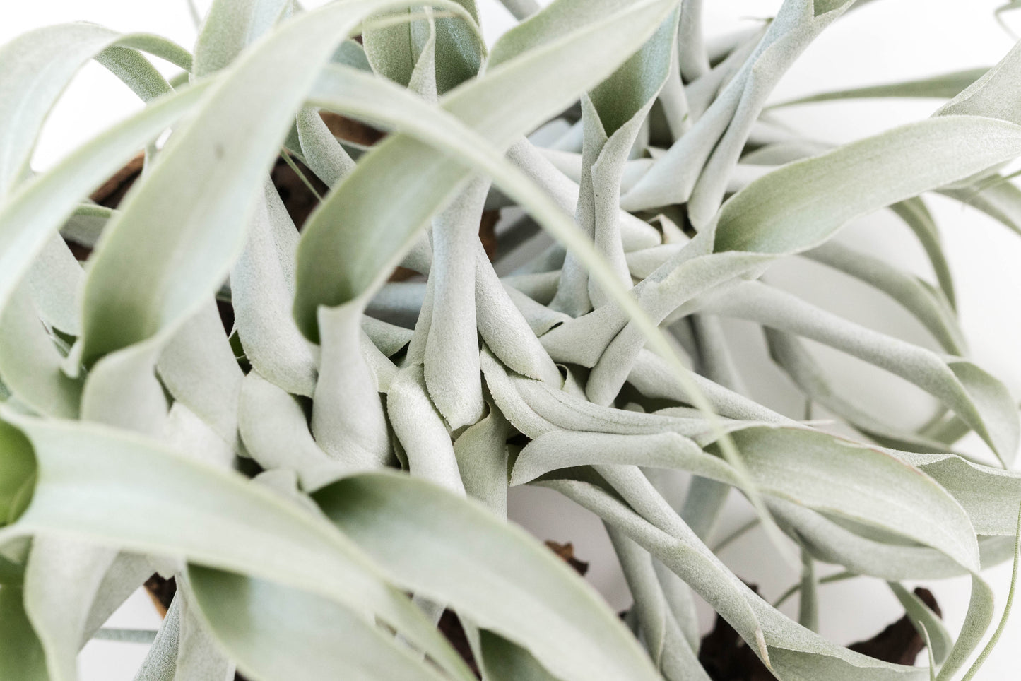 Tillandsia Cacticola Long Form Silver Air Plants