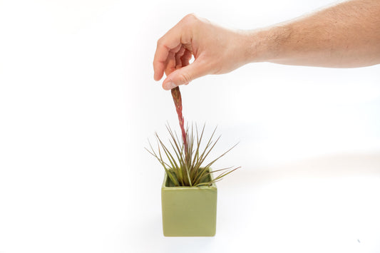 Avocado Green Ceramic Cube Container with Custom Tillandsia Air Plant