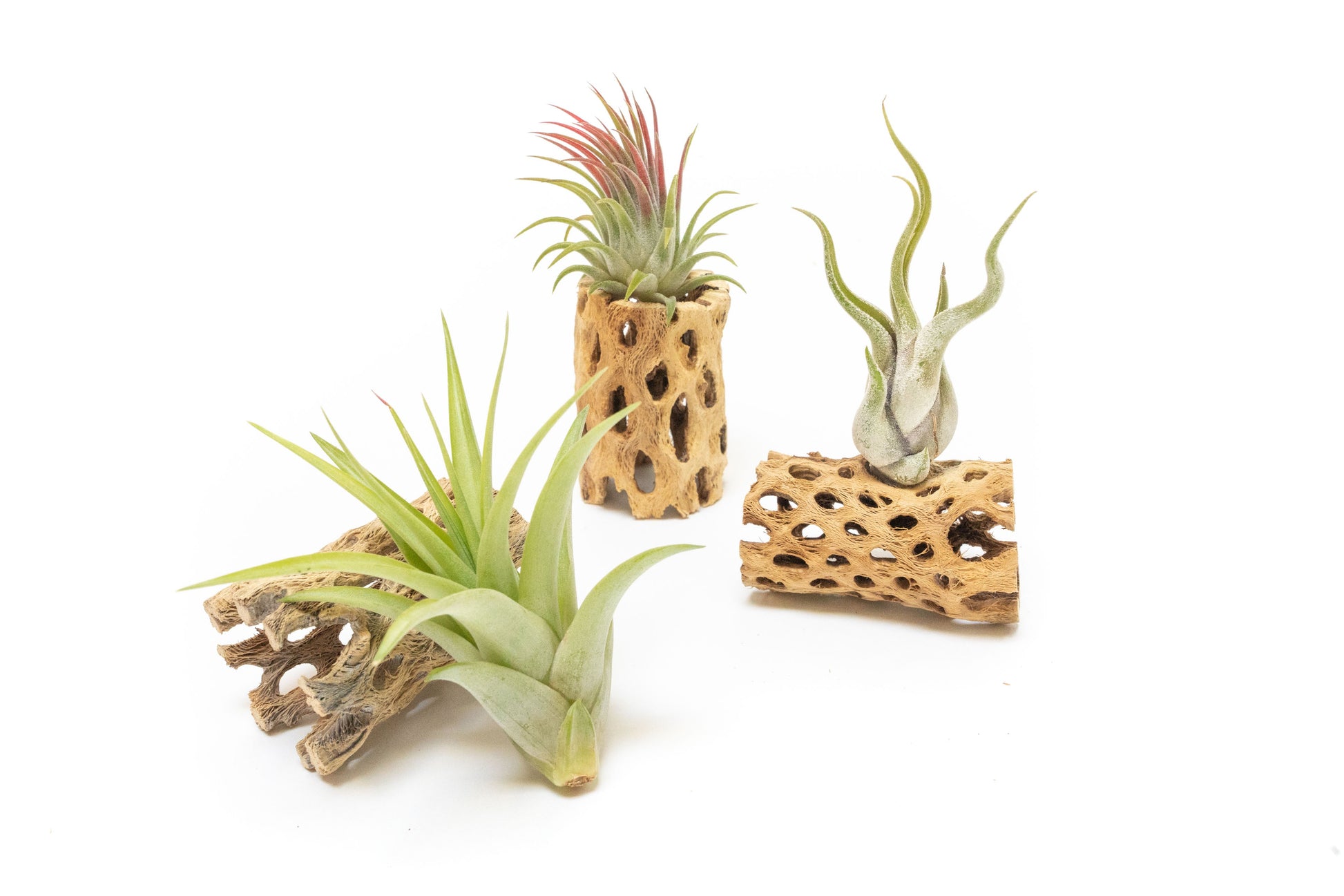 assorted air plants Natural Cholla Wood Container
