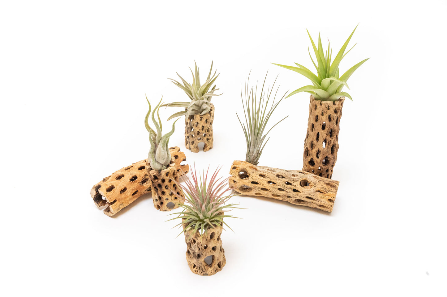 Natural Cholla Wood Container - 6 Inches Tall