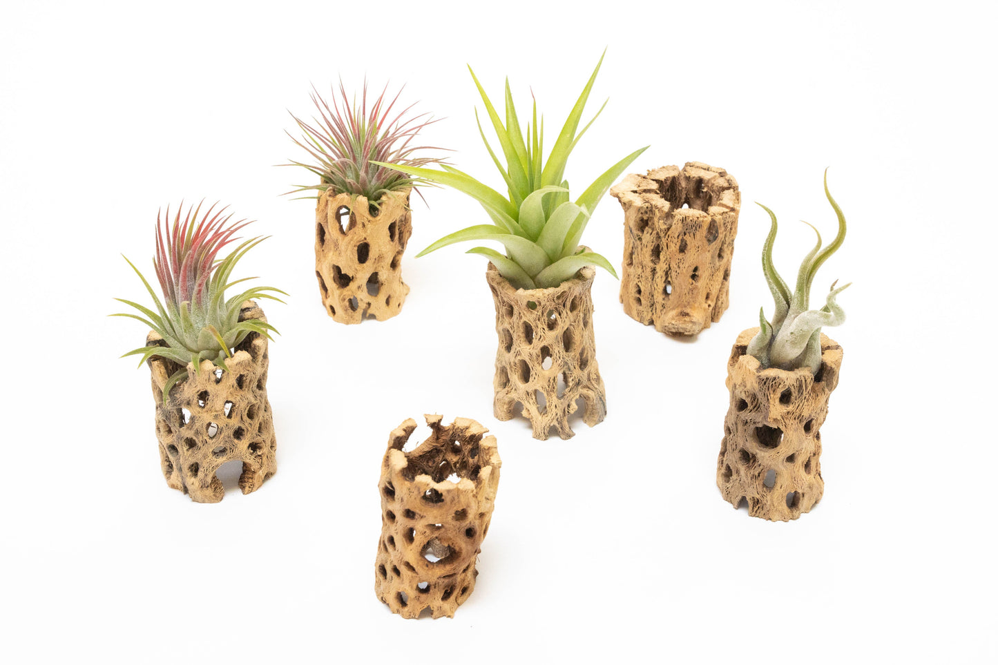 Natural Cholla Wood Container - 3 Inches Tall with Assorted Tillandsia Air Plants