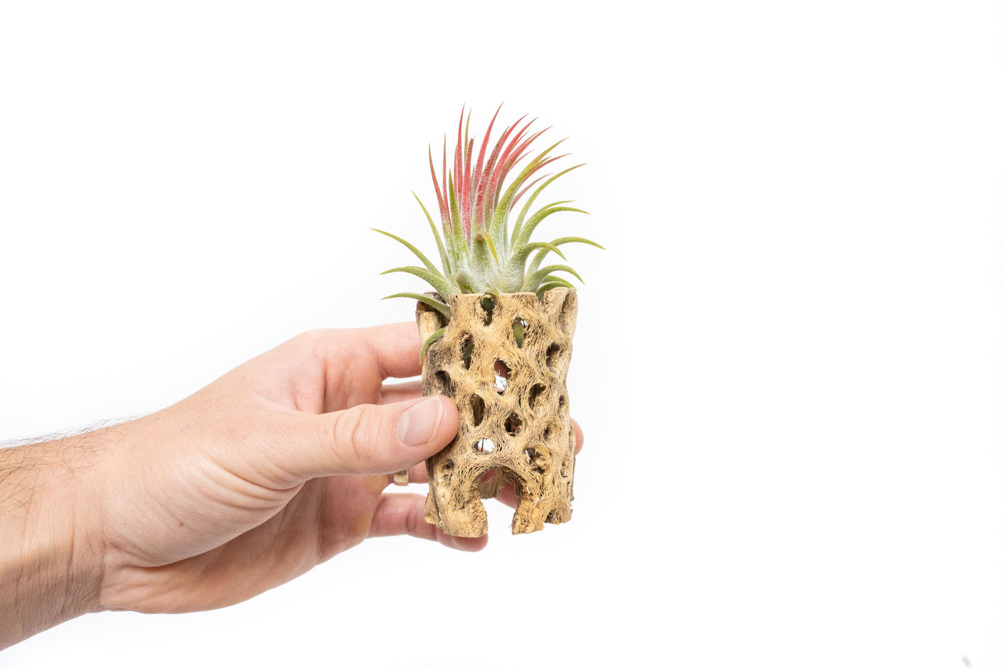 Natural Cholla Wood Container - 3 Inches Tall with Tillandsia Ionantha Air Plant