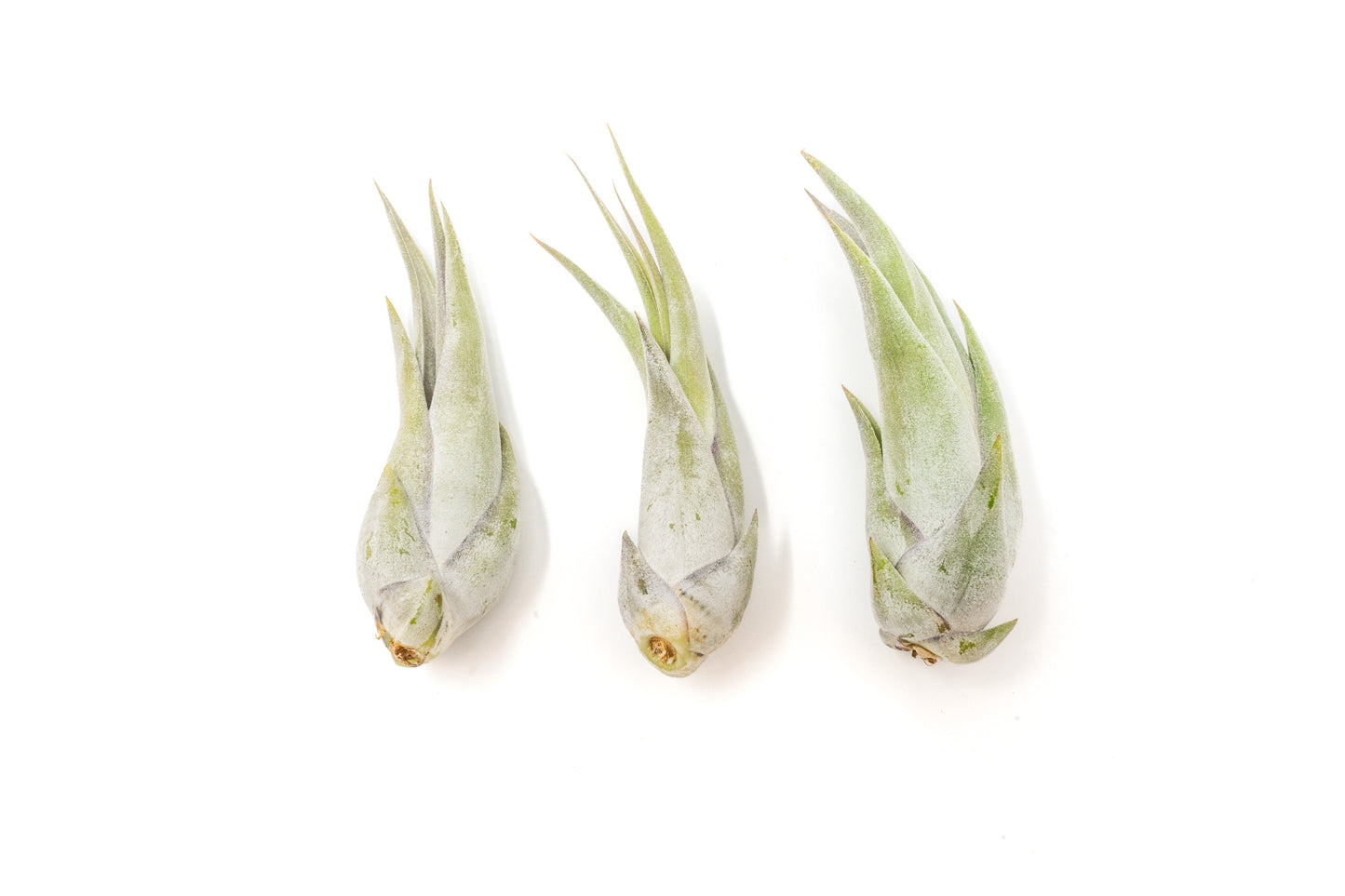 SALE - Tillandsia Circinata 'Paucifolia' Air Plants - Set of 10, 20, or 30 - 60% Off