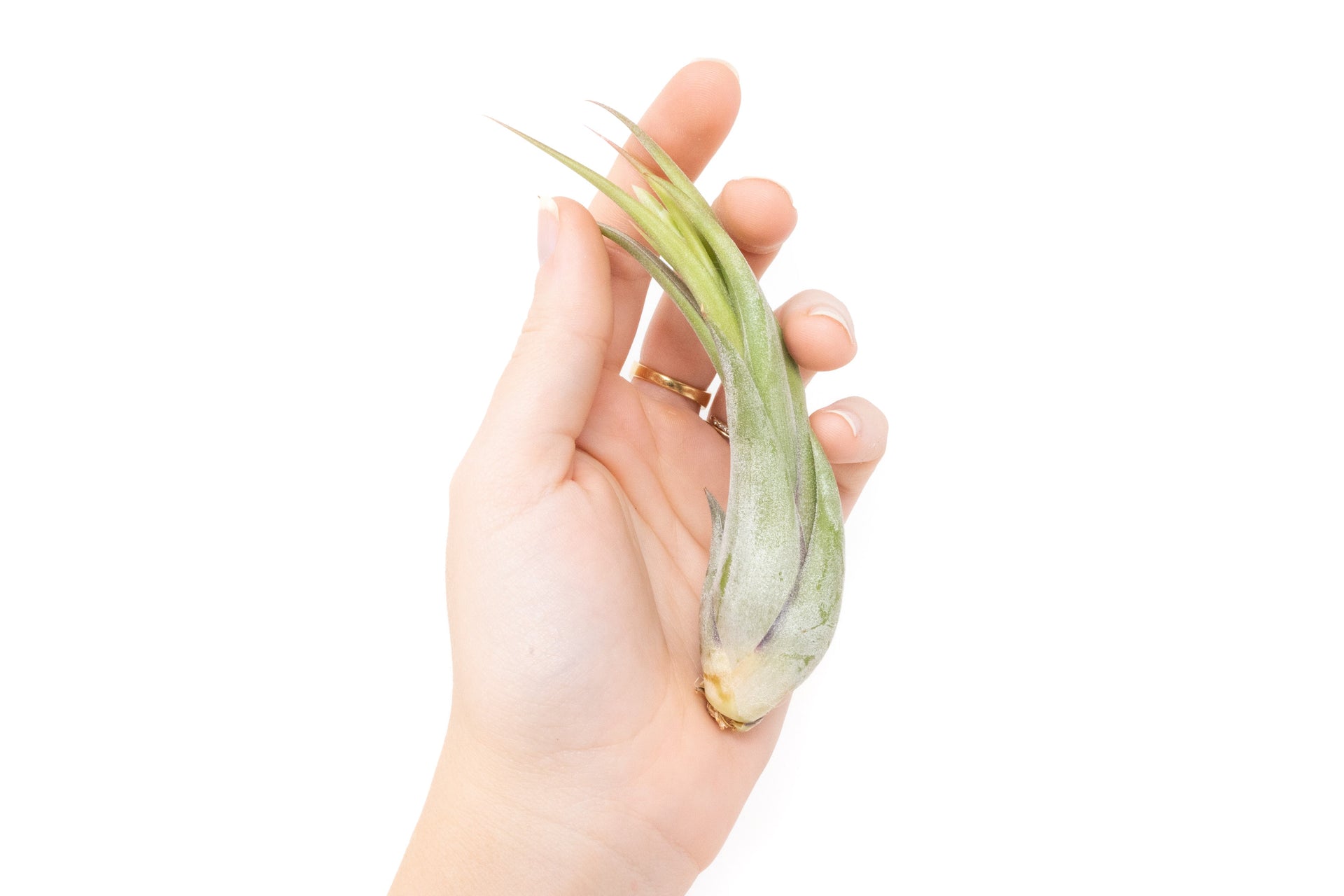 circinata air plant Tillandsia Circinata 'Paucifolia' Air Plants