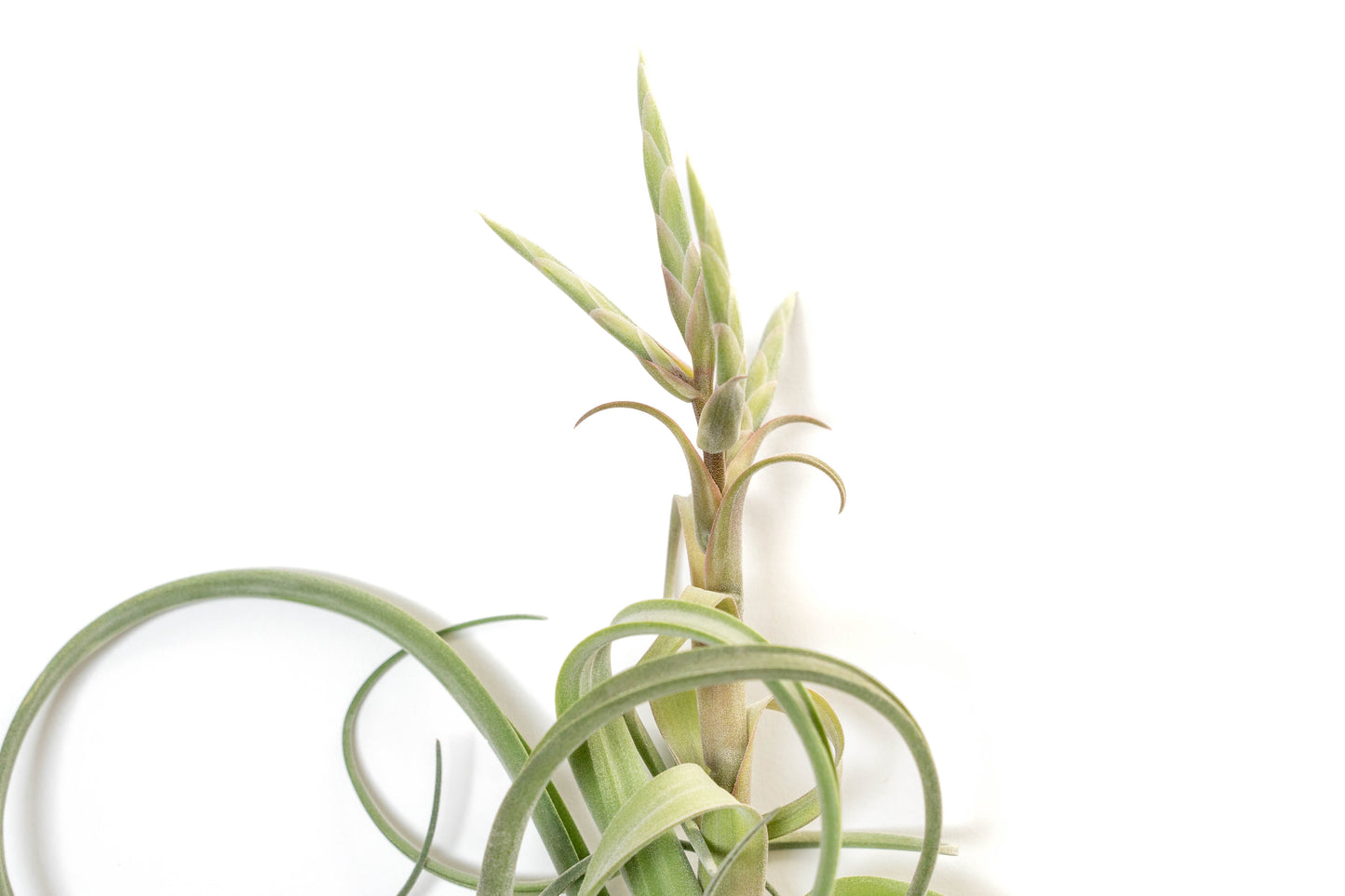 Tillandsia Curly Slim (T. Intermedia x T. Streptophylla) Air Plant