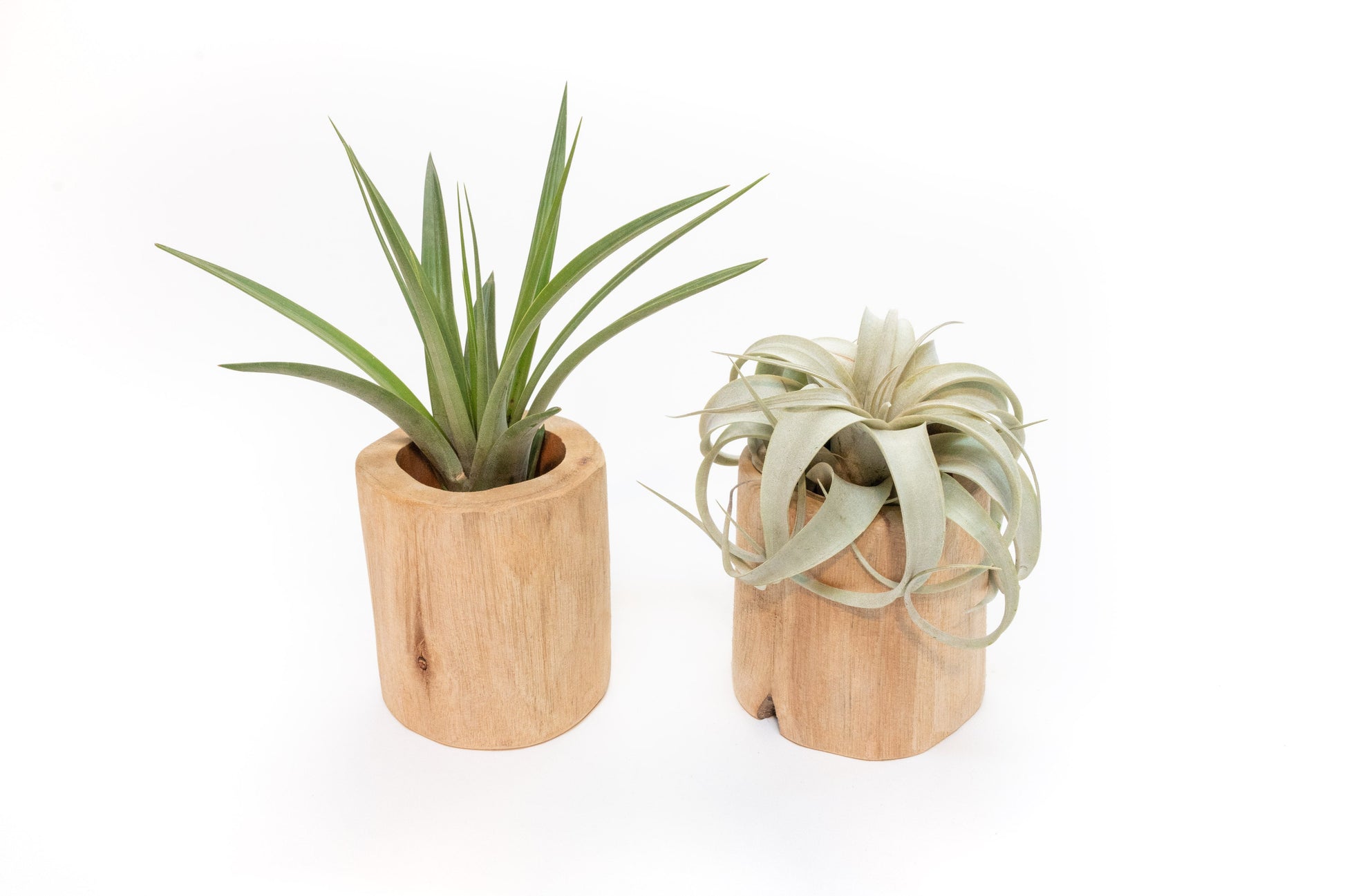 containers for air plants Gift Wrapped Set of 2 Large Driftwood Containers with Assorted Tillandsia Air Plants
