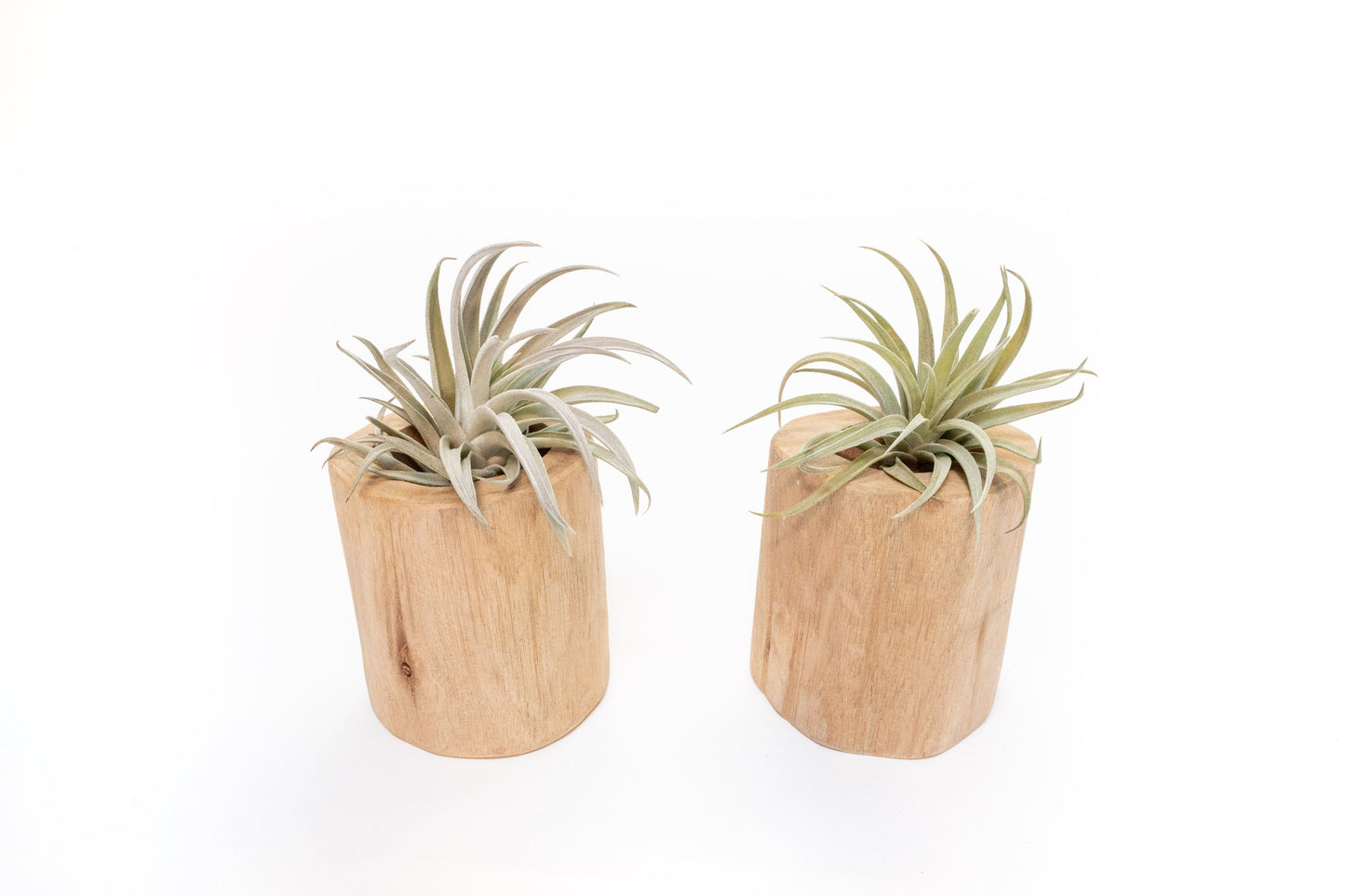 Set of 2 Large Driftwood Containers with Custom Tillandsia Air Plants