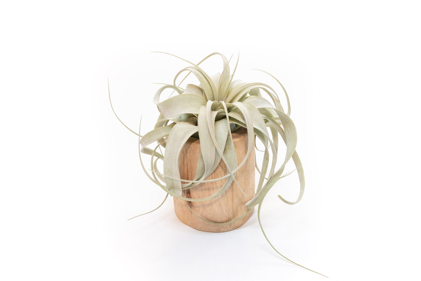 Large Driftwood Container - Choose Your Custom Tillandsia Air Plant