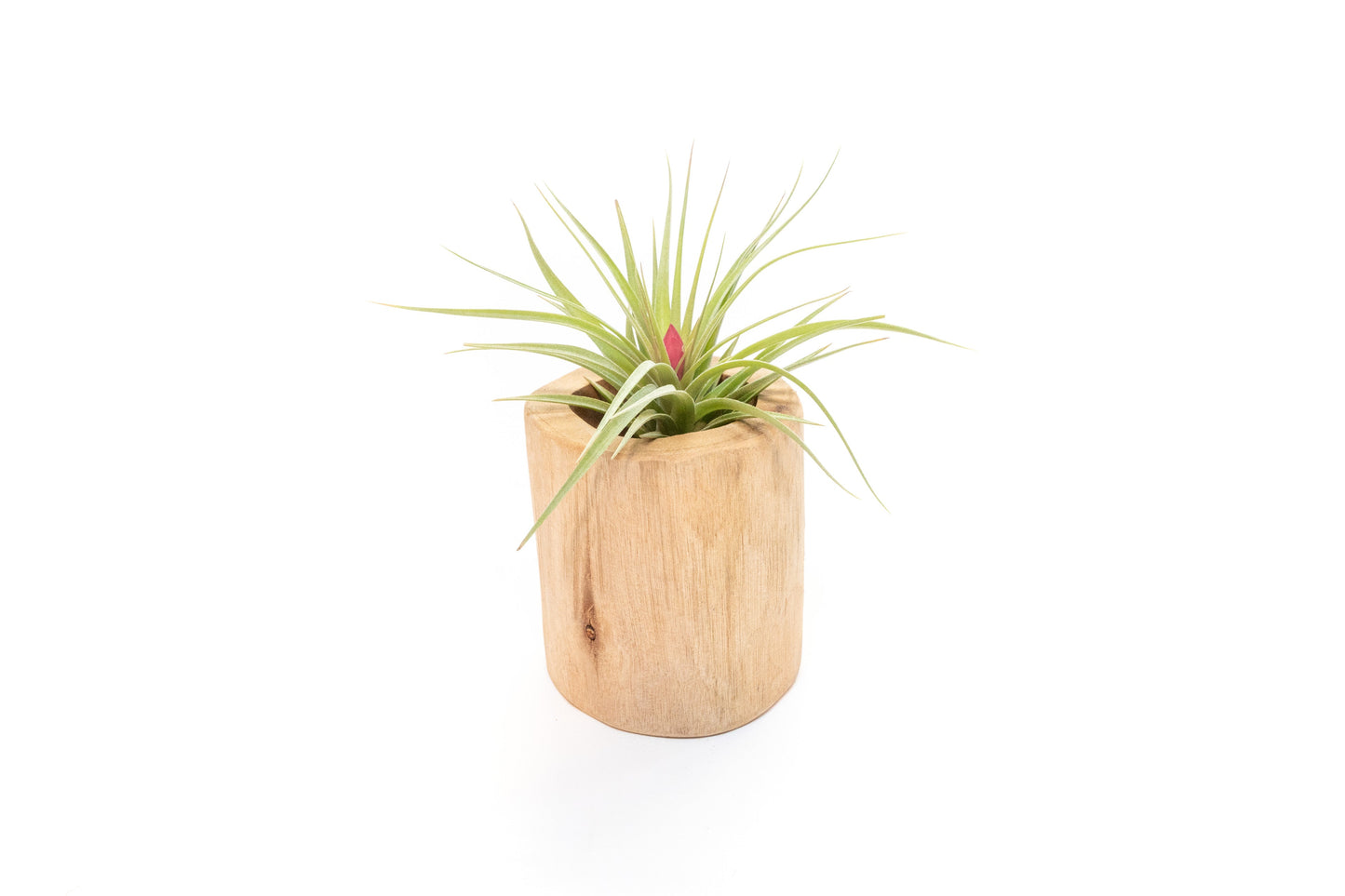 Large Driftwood Container - Choose Your Custom Tillandsia Air Plant