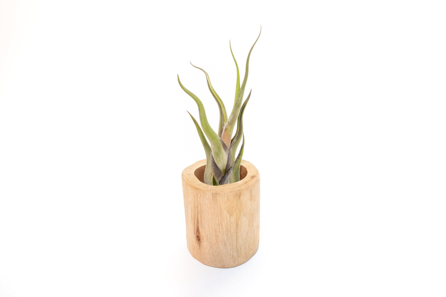 Large Driftwood Container - Choose Your Custom Tillandsia Air Plant