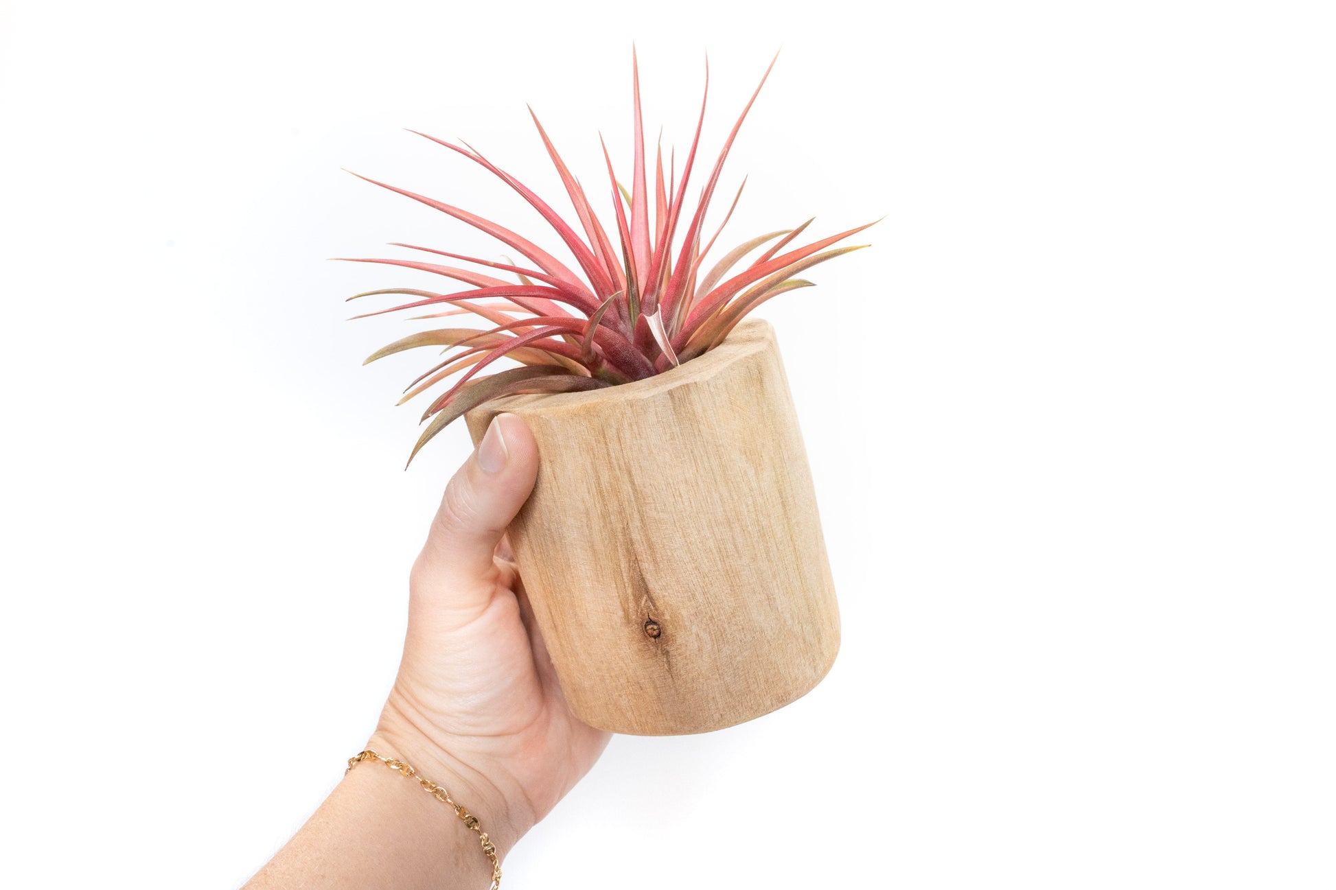 driftwood for air plants Large Driftwood Container