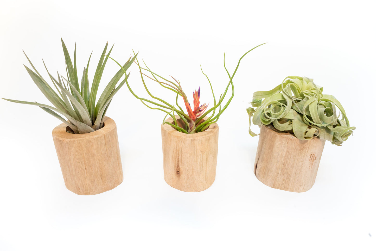 Driftwood Tillandsia Air Plant or Succulent Container