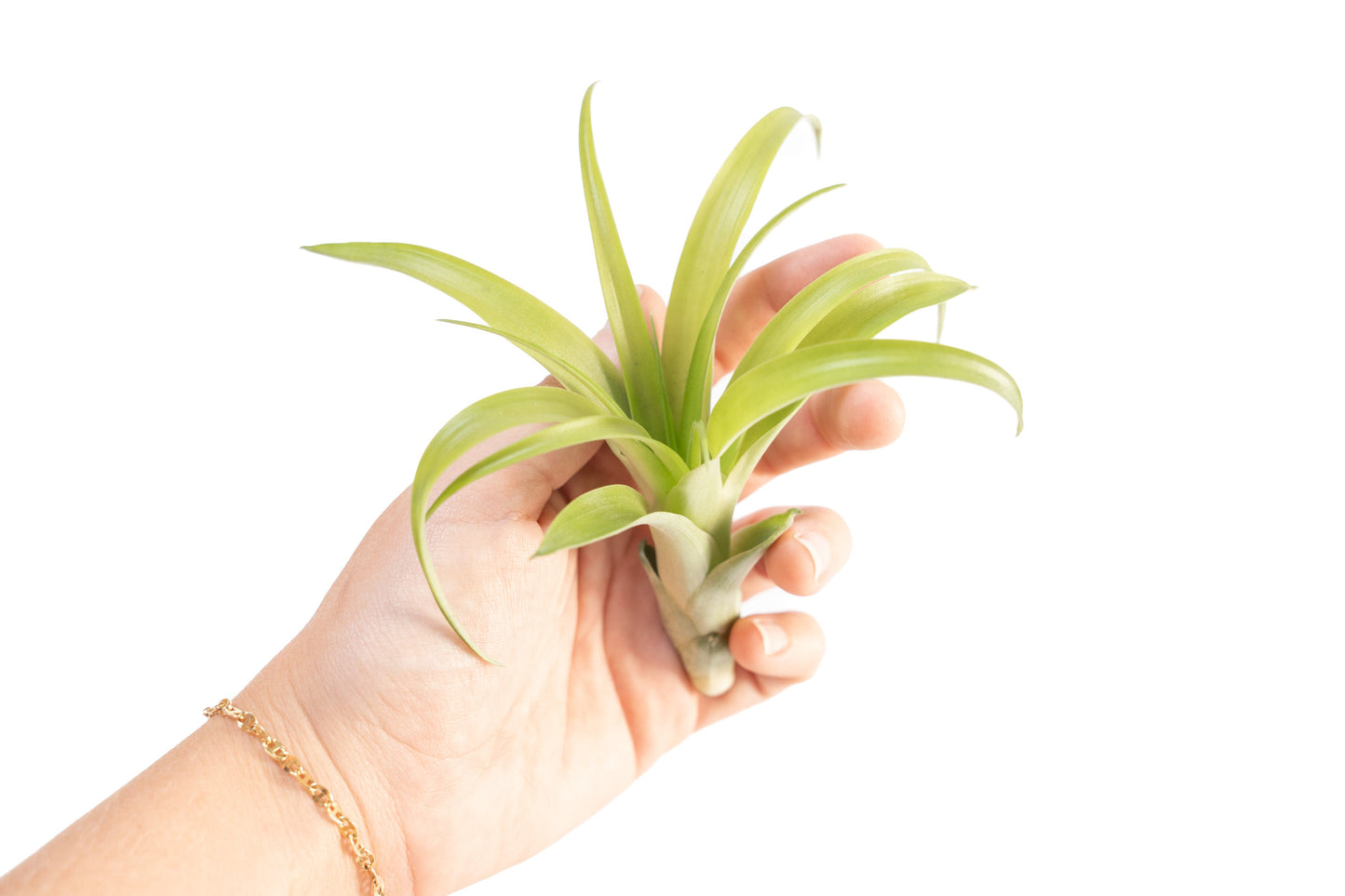 Tillandsia Flabellata Air Plants