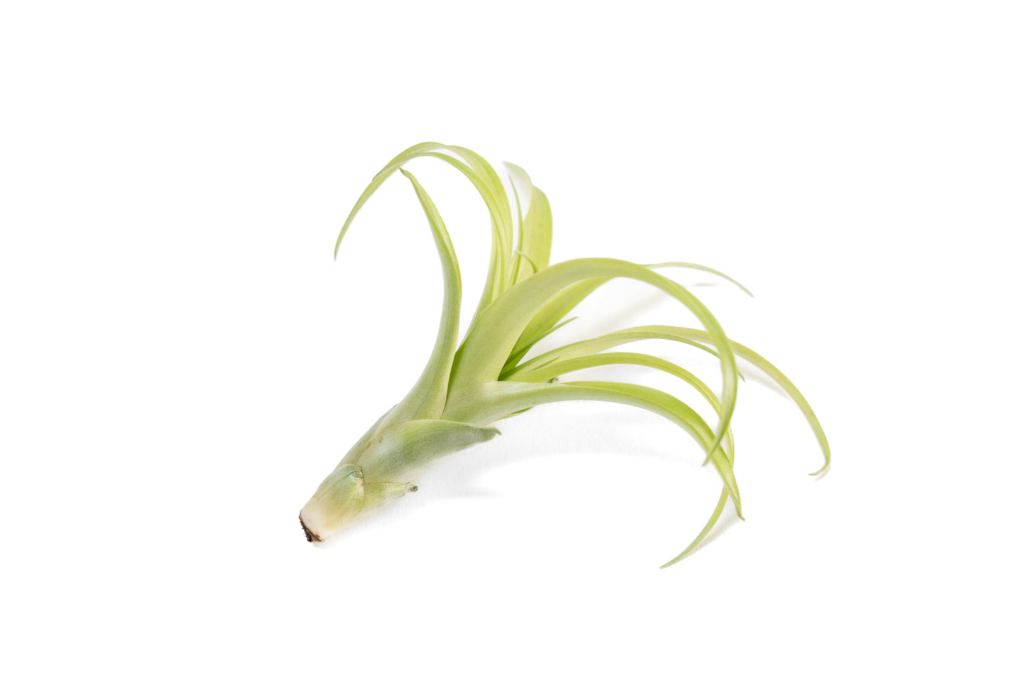 Tillandsia Flabellata Air Plants