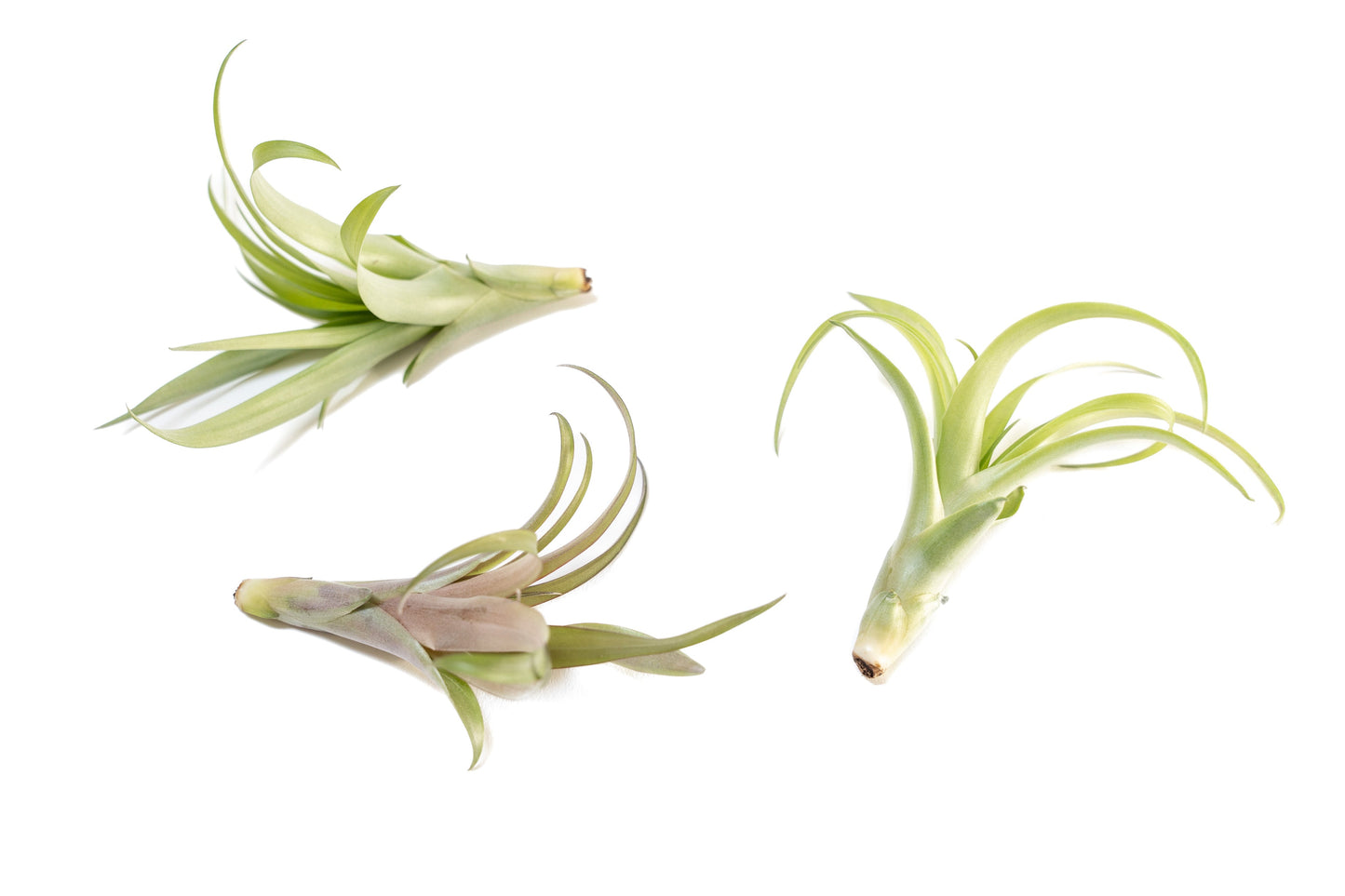 Tillandsia Flabellata Air Plants