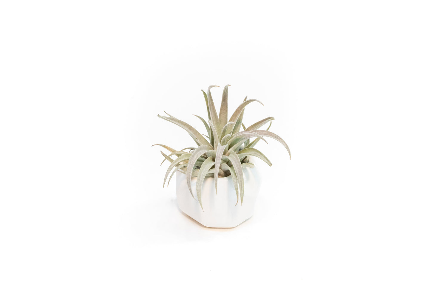 White Geometric Ceramic Container with Custom Premium Tillandsia Air Plant