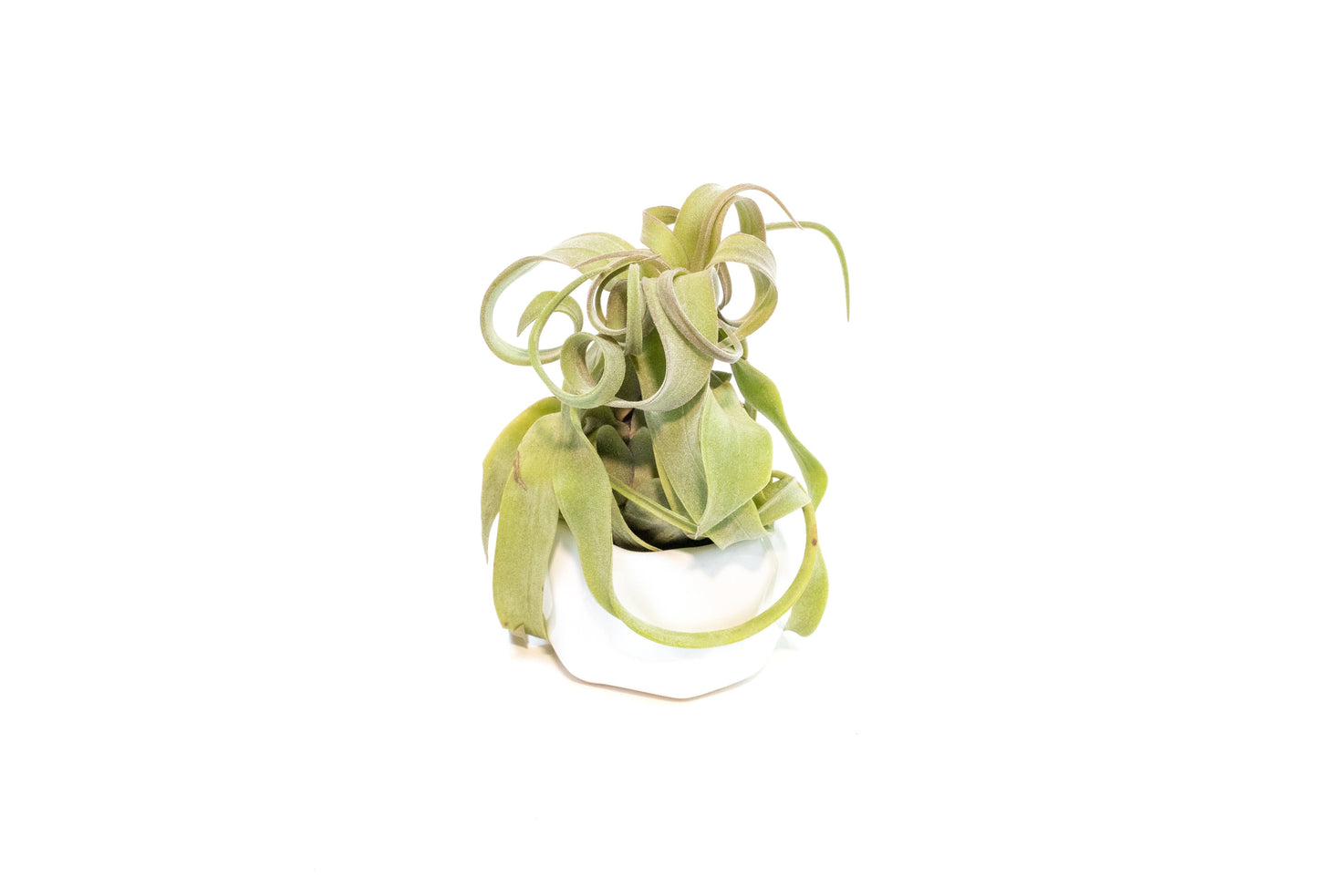 White Geometric Ceramic Container with Custom Premium Tillandsia Air Plant