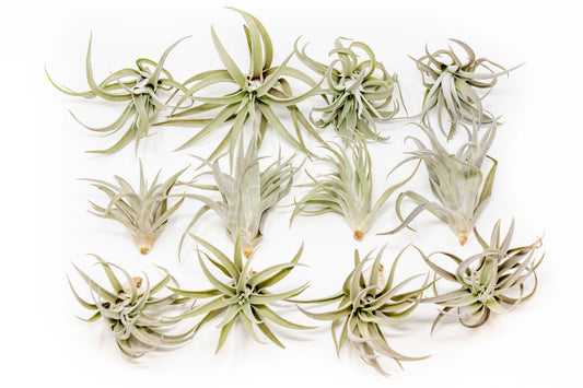 SALE - Tillandsia Harrisii Air Plants - Set of 10, 15, or 20 - 60% Off